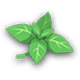 Jolly Mint