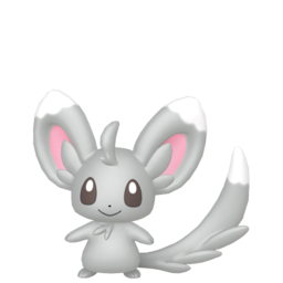 6IV Minccino Indigo Disk Pokemon Scarlet and Violet