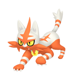 6IV Shiny Torracat Indigo Disk Pokemon Scarlet and Violet